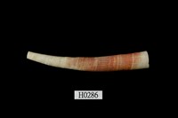 藏品(圓象牙貝)的圖片